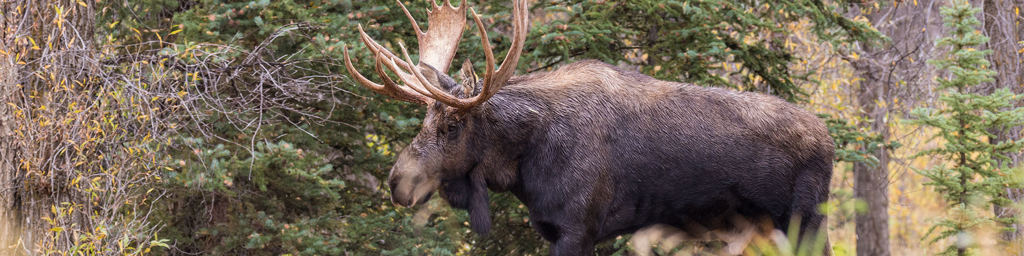 Moose